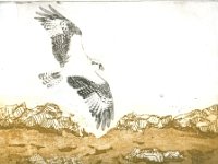 Seeadler  Seeadler Bildgröße: ca 20 cm x  25 cm Blattgröße: : ca. 39 cm x 50 cm Preis:60,00 &#8364; Versand frei